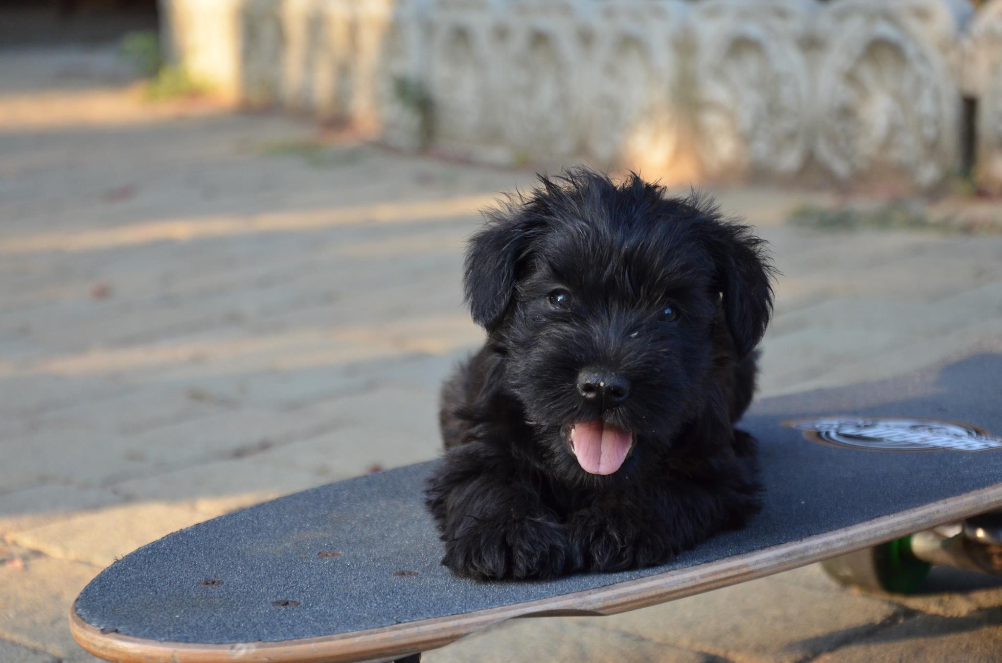 cuccioli 01