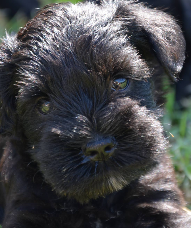 cuccioli 05