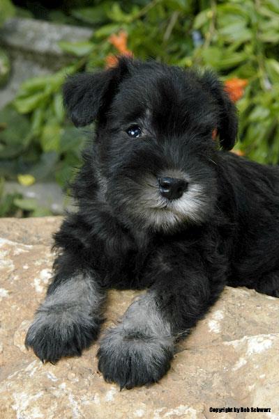 cuccioli 07