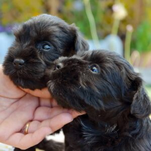 Cuccioli di schnauzer nano nero (zwergschnauzer)
