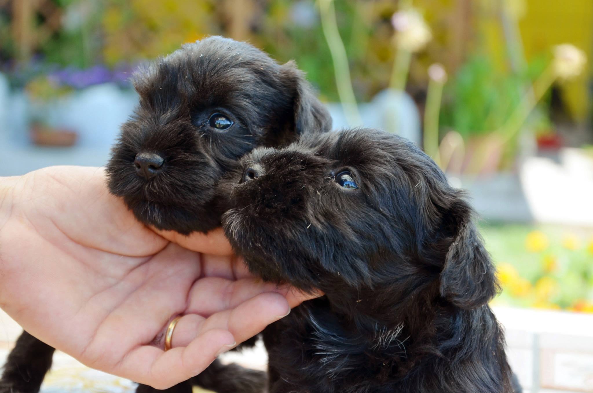Cuccioli di schnauzer nano nero (zwergschnauzer)