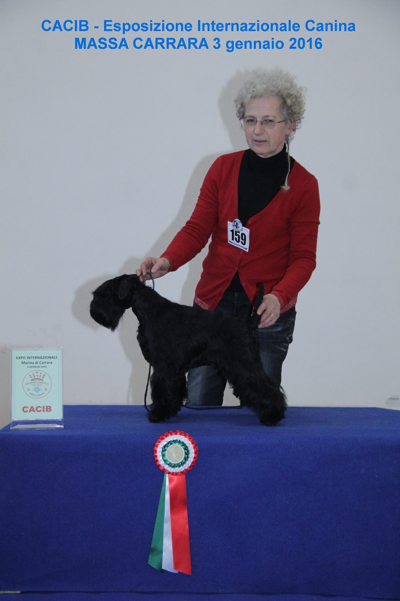 schnauzer cacib